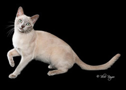 Sazikatz Cutty Sark of Mixologies