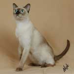 Tonkinese Photo