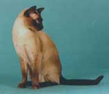 Tonkinese Photo