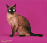 Tonkinese Photo