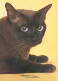 Tonkinese Photo