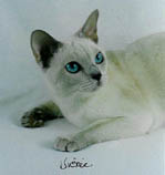 Tonkinese Photo
