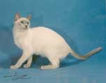 Tonkinese Photo