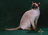 Tonkinese Photo