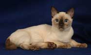 Tonkinese Photo