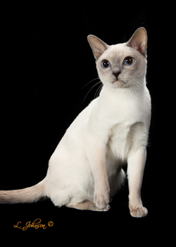 GC. RW, AW Wan-Lea Bond Girl