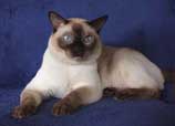 Tonkinese Photo