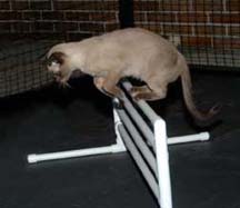 Tonkinese Photo