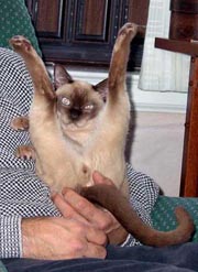 Tonkinese Photo