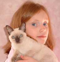 Tonkinese Photo
