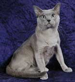 Tonkinese Photo