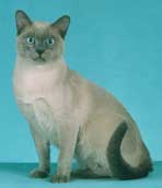 Tonkinese Photo