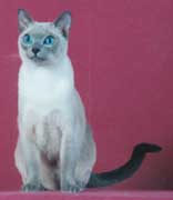 Tonkinese Photo