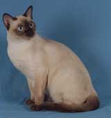 Tonkinese Photo