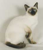 Tonkinese Photo