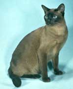 Tonkinese Photo