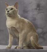 Tonkinese Photo