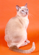 Tonkinese Photo
