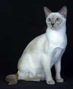 Tonkinese Photo